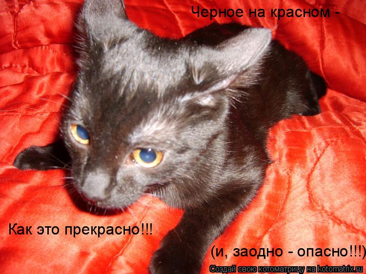 Котоматрица: Черное на красном -  Как это прекрасно!!! (и, заодно - опасно!!!)