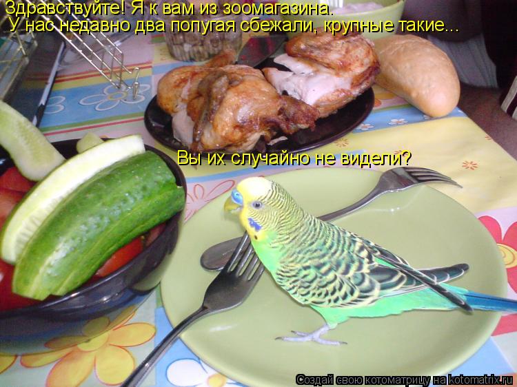 Котоматрица: Здравствуйте! Я к вам из зоомагазина. У нас недавно два попугая сбежали, крупные такие... Вы их случайно не видели?
