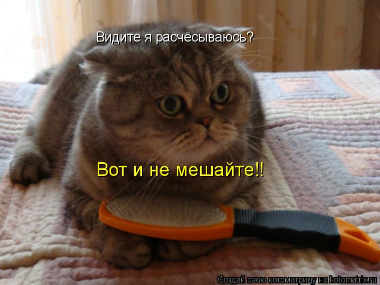 Котоматрица: Видите я расчёсываюсь? Вот и не мешайте!!
