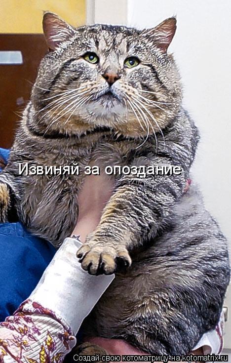 Котоматрица: Извиняй за опоздание