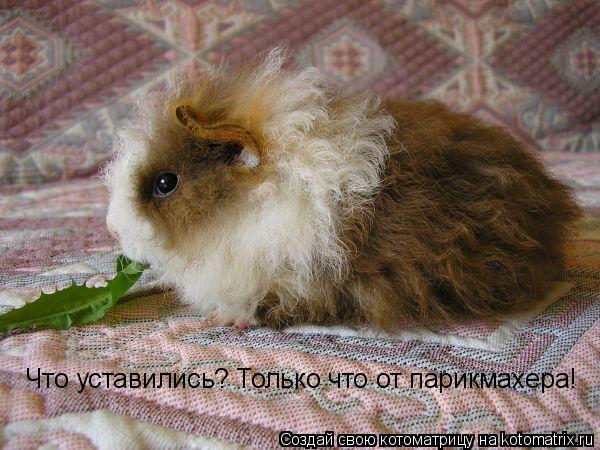 Котоматрица: Что уставились? Только что от парикмахера!