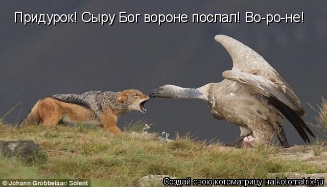 Котоматрица: Придурок! Сыру Бог вороне послал! Во-ро-не!