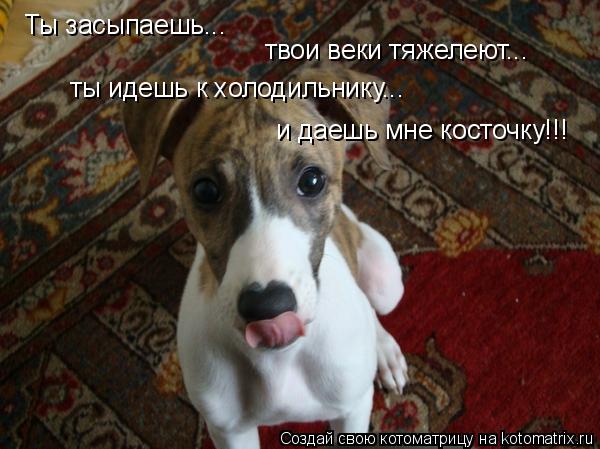 Котоматрица: Ты засыпаешь... твои веки тяжелеют... ты идешь к холодильнику... и даешь мне косточку!!!