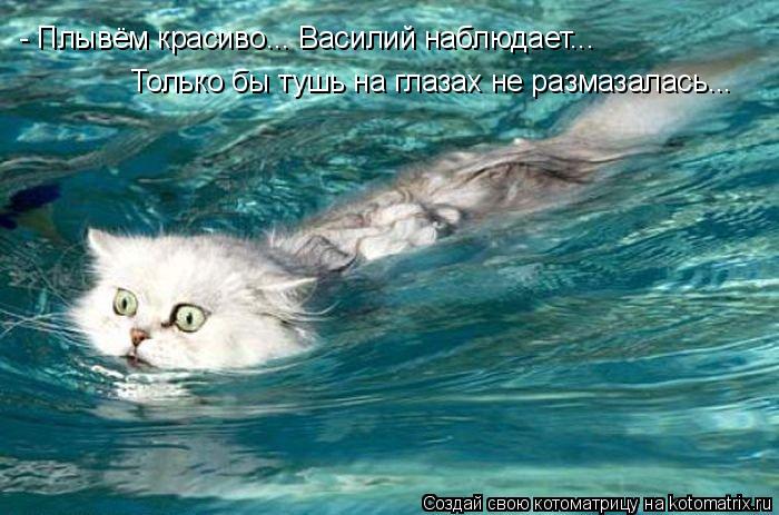 Котоматрица: - Плывём красиво... Василий наблюдает... Только бы тушь на глазах не размазалась...