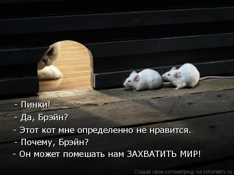Котоматрица: - Пинки! - Да, Брэйн? - Этот кот мне определенно не нравится. - Почему, Брэйн? - Он может помешать нам ЗАХВАТИТЬ МИР!