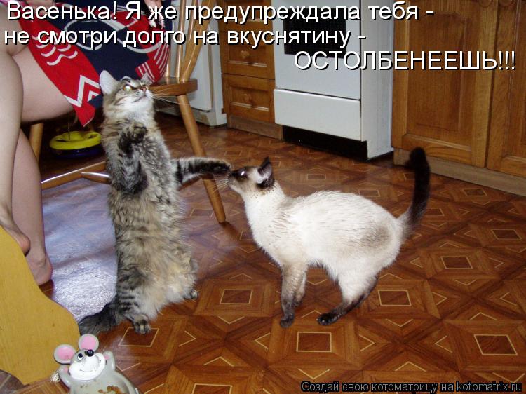 Котоматрица: Васенька! Я же предупреждала тебя - не смотри долго на вкуснятину - ОСТОЛБЕНЕЕШЬ!!!