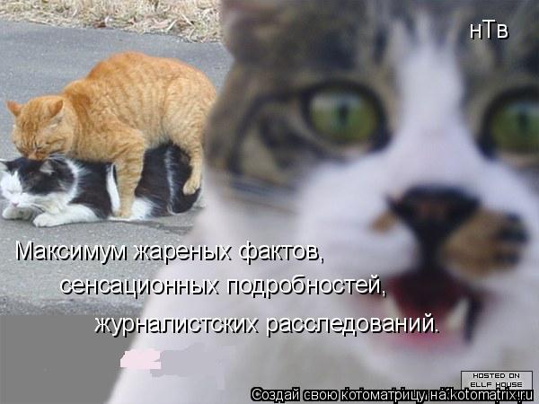 Котоматрица: Максимум жареных фактов,  сенсационных подробностей,  журналистских расследований. нТв