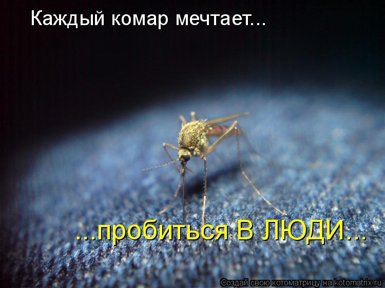 Каждый комар мечтает... ...пробиться В ЛЮДИ...... Котоматрица: Каждый комар мечтает... ...пробиться В ЛЮДИ...
