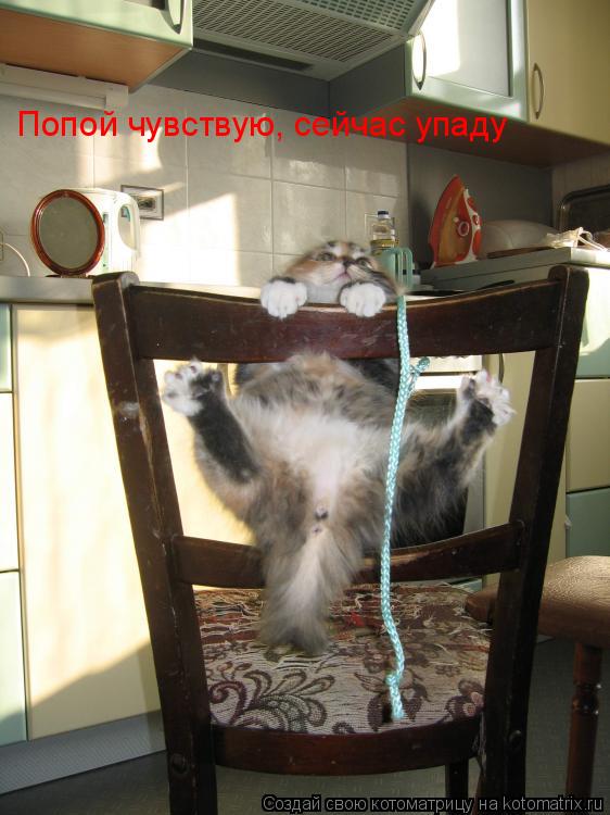 Котоматрица: Попой чувствую, сейчас упаду