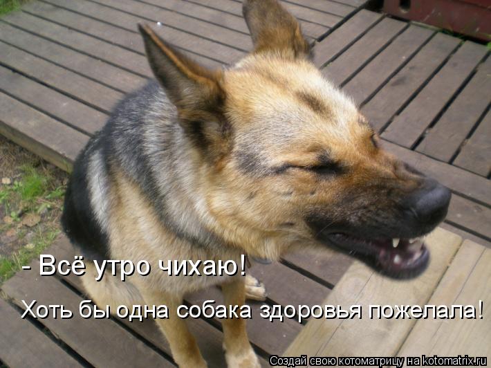 Котоматрица: - Всё утро чихаю! Хоть бы одна собака здоровья пожелала!