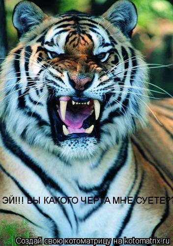 Котоматрица: ЭЙ!!! ВЫ КАКОГО ЧЕРТА МНЕ СУЕТЕ???
