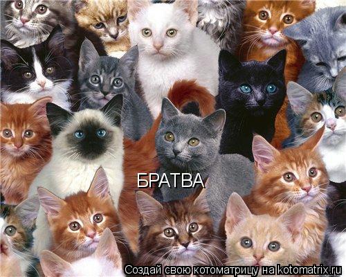 Котоматрица: БРАТВА