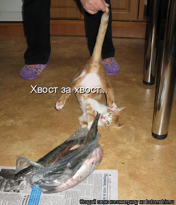Котоматрица: Хвост за хвост...