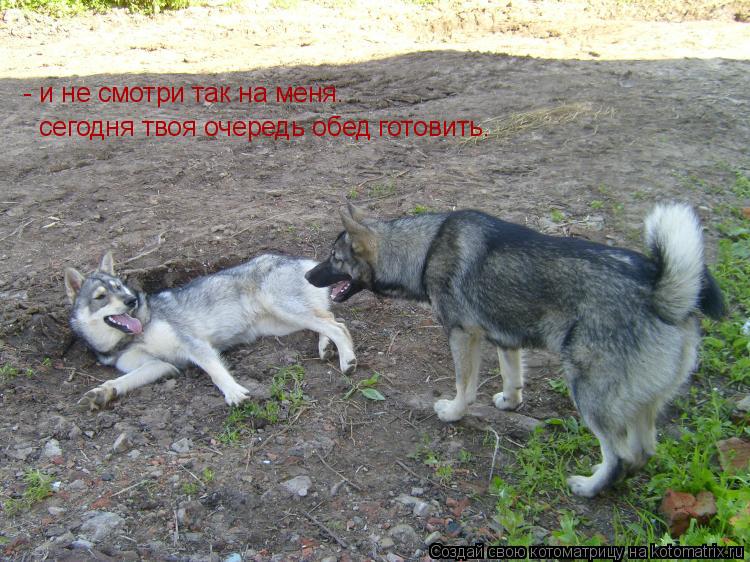 Котоматрица: - и не смотри так на меня. - и не смотри так на меня.  сегодня твоя очередь обед готовить.