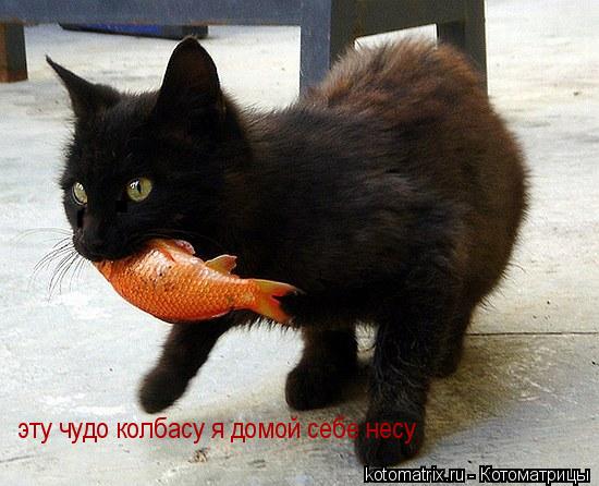 Котоматрица: эту чудо колбасу я домой себе несу