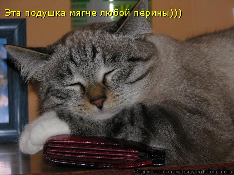 Котоматрица: Эта подушка мягче любой перины)))