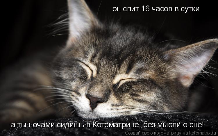 Котоматрица: он спит 16 часов в сутки а ты ночами сидишь в Котоматрице, без мысли о сне!