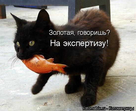 Золотая, говоришь? На экспертизу!... Котоматрица: Золотая, говоришь? На экспертизу!