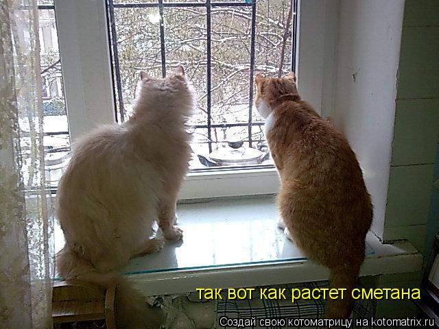 Котоматрица: так вот как растет сметана