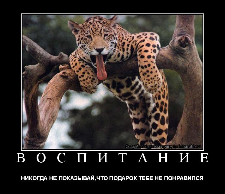 Котоматрица: В О С П И Т А Н И Е НИКОГДА НЕ ПОКАЗЫВАЙ,ЧТО ПОДАРОК ТЕБЕ НЕ ПОНРАВИЛСЯ
