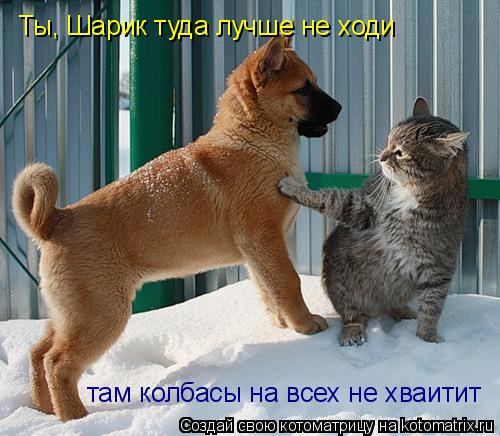 Котоматрица: там колбасы на всех не хваитит Ты, Шарик туда лучше не ходи