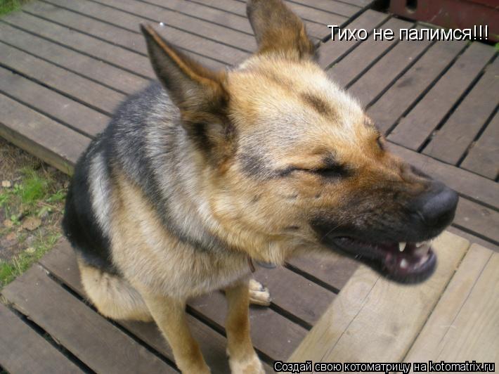 Котоматрица: Тихо не палимся!!!