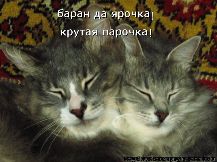 Котоматрица: баран да ярочка    баран да ярочка    крутая парочка ! !