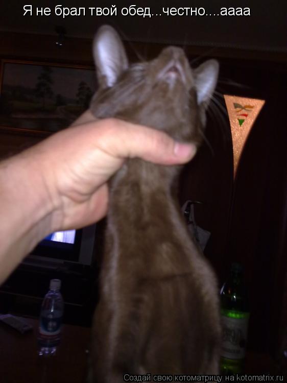 Котоматрица: Я не брал твой обед...честно....аааа