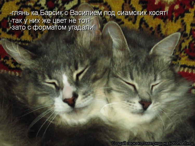 Котоматрица: -глянь ка,Барсик с Василием под сиамских косят! -так у них же цвет не тот! -зато с форматом угадали!