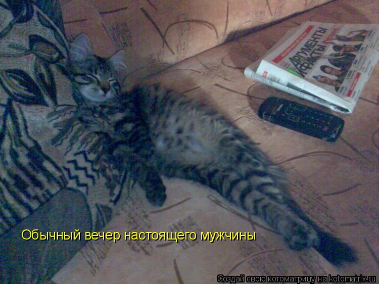 Котоматрица: Обычный вечер настоящего мужчины