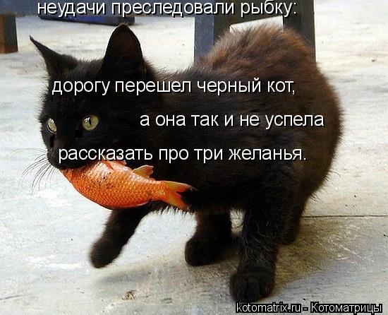 Котоматрица: неудачи преследовали рыбку: дорогу перешел черный кот, а она так и не успела рассказать про три желанья.