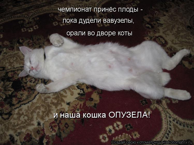 чемпионат принёс плоды - пока дудели вавузелы, орали во дворе коты и наша кошка ОПУЗЕЛА!... Котоматрица: чемпионат принёс плоды - пока дудели вавузелы, орали во дворе коты и наша кошка ОПУЗЕЛА!