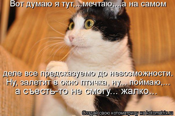 Вот думаю я тут,...мечтаю,...а на самом а съесть-то не смогу... жалко... Ну, залетит в окно птичка,... Котоматрица: Вот думаю я тут,...мечтаю,...а на самом а съесть-то не смогу... жалко... Ну, залетит в окно птичка, ну... поймаю,... деле все предсказуемо до невозм