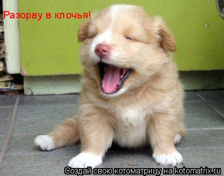 Разорву в клочья!... Котоматрица: Разорву в клочья!