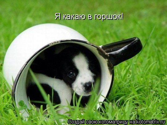 Я какаю в горшок!... Котоматрица: Я какаю в горшок!
