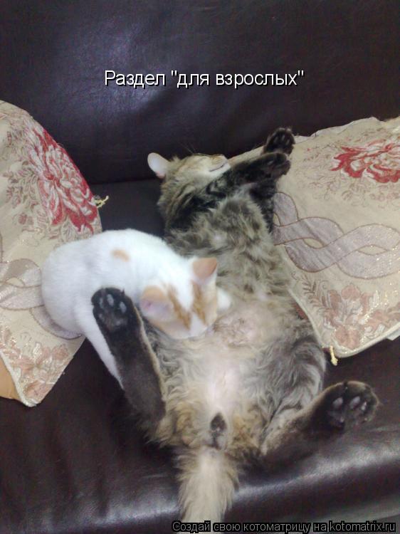 Раздел "для взрослых"... Котоматрица: Раздел "для взрослых"