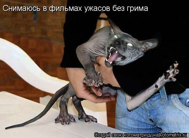 Снимаюсь в фильмах ужасов без грима... Котоматрица: Снимаюсь в фильмах ужасов без грима