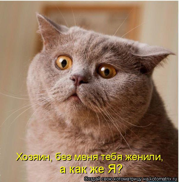 Котоматрица: Хозяин, без меня тебя женили, а как же Я?