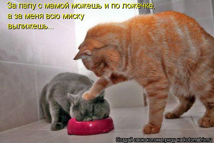 Котоматрица: За папу с мамой можешь и по ложечке, а за меня всю миску  вылижешь...