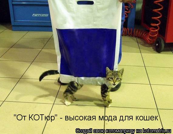 "От КОТюр" - высокая мода для кошек... Котоматрица: "От КОТюр" - высокая мода для кошек