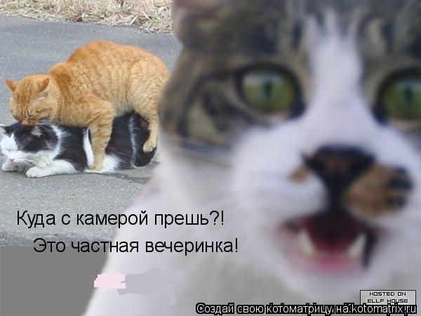 Куда с камерой прешь?! Это частная вечеринка!... Котоматрица: Куда с камерой прешь?! Это частная вечеринка!
