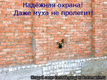 Надёжная охрана! Даже муха не пролетит!... Котоматрица: Надёжная охрана! Даже муха не пролетит!