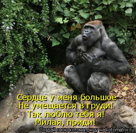 Сердце у меня большое Не умещается в груди! Так люблю тебя я! Милая, приди!... Котоматрица: Сердце у меня большое Не умещается в груди! Так люблю тебя я! Милая, приди!