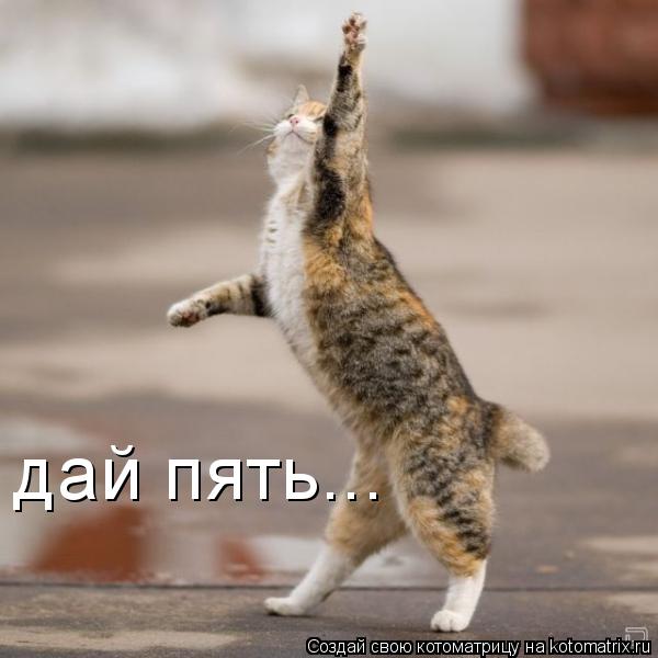 дай пять...... Котоматрица: дай пять...