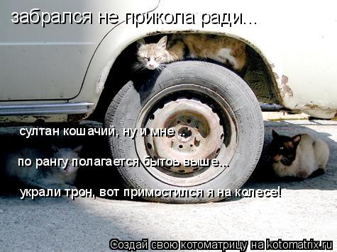 забрался не прикола ради... султан кошачий, ну и мне .. султан кошачий, ну и мне .. по рангу полагает... Котоматрица: забрался не прикола ради... султан кошачий, ну и мне .. султан кошачий, ну и мне .. по рангу полагается бытоь выше... украли трон, вот примостился