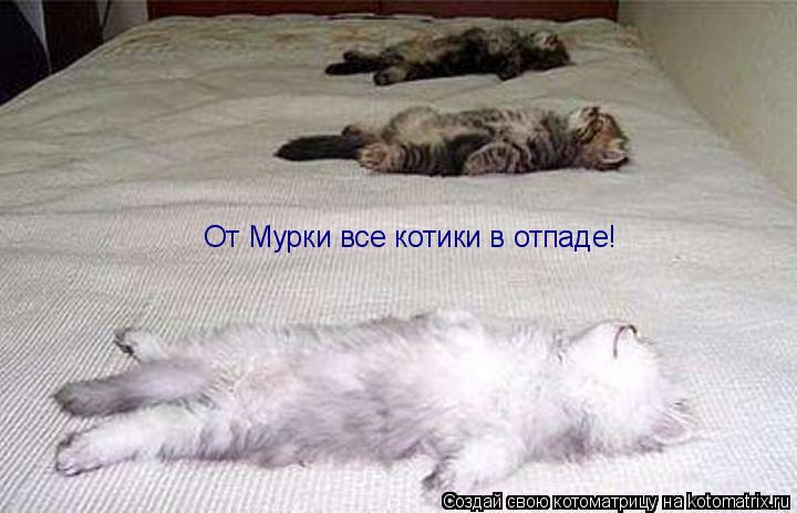 От Мурки все котики в отпаде!... Котоматрица: От Мурки все котики в отпаде!