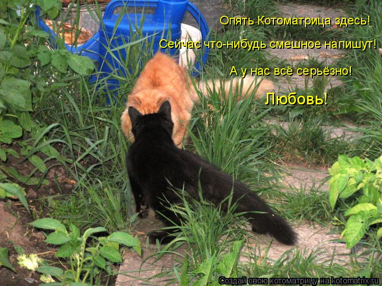 Опять Котоматрица здесь! Сейчас что-нибудь смешное напишут! А у нас всё серьёзно! Любовь!... Котоматрица: Опять Котоматрица здесь! Сейчас что-нибудь смешное напишут! А у нас всё серьёзно! Любовь!