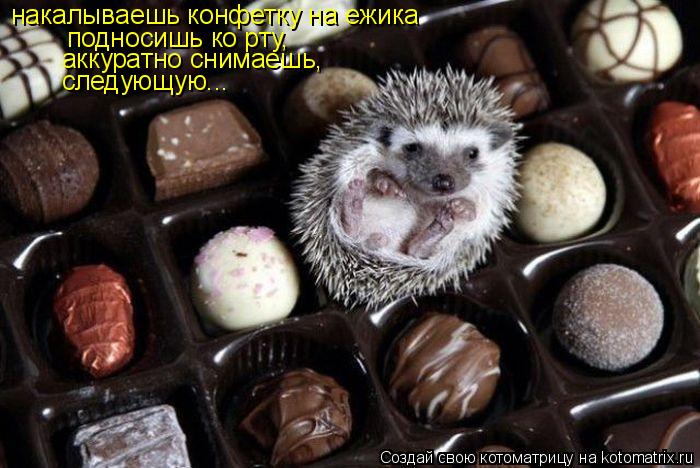 накалываешь конфетку на ежика подносишь ко рту, аккуратно снимаешь, следующую...... Котоматрица: накалываешь конфетку на ежика подносишь ко рту, аккуратно снимаешь, следующую...