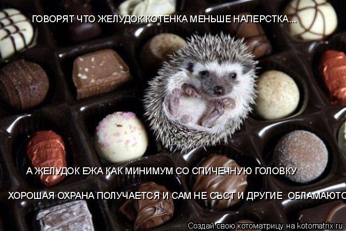 ГОВОРЯТ ЧТО ЖЕЛУДОК КОТЕНКА МЕНЬШЕ НАПЕРСТКА... А ЖЕЛУДОК ЕЖА КАК МИНИМУМ СО СПИЧЕЧНУЮ ГОЛОВКУ ХОРОША... Котоматрица: ГОВОРЯТ ЧТО ЖЕЛУДОК КОТЕНКА МЕНЬШЕ НАПЕРСТКА... А ЖЕЛУДОК ЕЖА КАК МИНИМУМ СО СПИЧЕЧНУЮ ГОЛОВКУ ХОРОШАЯ ОХРАНА ПОЛУЧАЕТСЯ И САМ НЕ СЪСТ И ДРУ