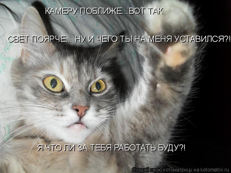 КАМЕРУ ПОБЛИЖЕ...ВОТ ТАК СВЕТ ПОЯРЧЕ... НУ И ЧЕГО ТЫ НА МЕНЯ УСТАВИЛСЯ?! Я ЧТО ЛИ ЗА ТЕБЯ РАБОТАТЬ БУ... Котоматрица: КАМЕРУ ПОБЛИЖЕ...ВОТ ТАК СВЕТ ПОЯРЧЕ... НУ И ЧЕГО ТЫ НА МЕНЯ УСТАВИЛСЯ?! Я ЧТО ЛИ ЗА ТЕБЯ РАБОТАТЬ БУДУ?!